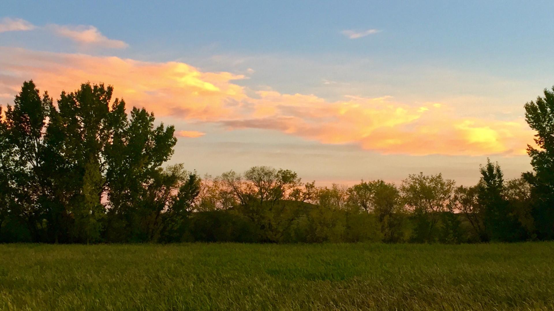 a field with trees at sunset