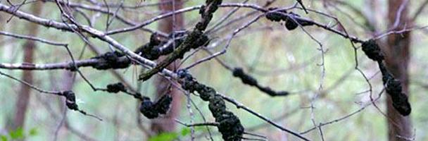 tree branches with the black knot disease 