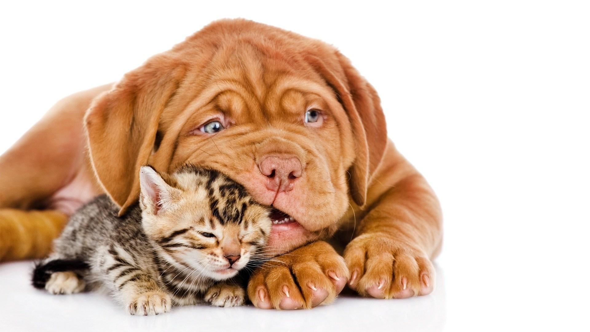 a puppy and kitten laying beside each other