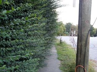 an overgrown hedge blocking a sidewalk 